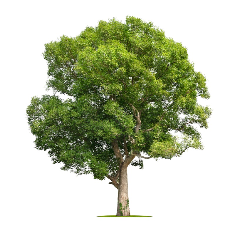 Arbol con fondo blanco